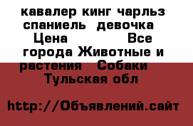  кавалер кинг чарльз спаниель -девочка › Цена ­ 45 000 - Все города Животные и растения » Собаки   . Тульская обл.